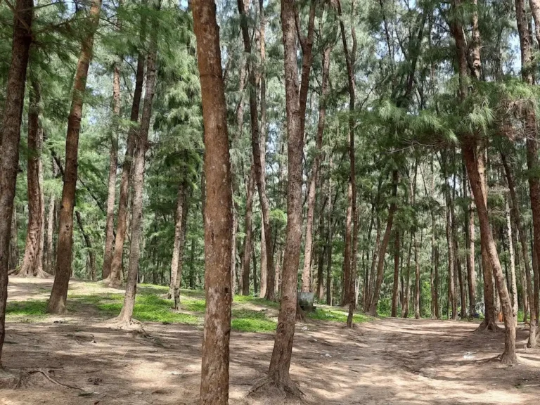 Picnic_gallery7