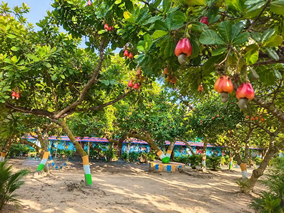 Cashew garden at Guest & Rest, Bagda Sea Beach