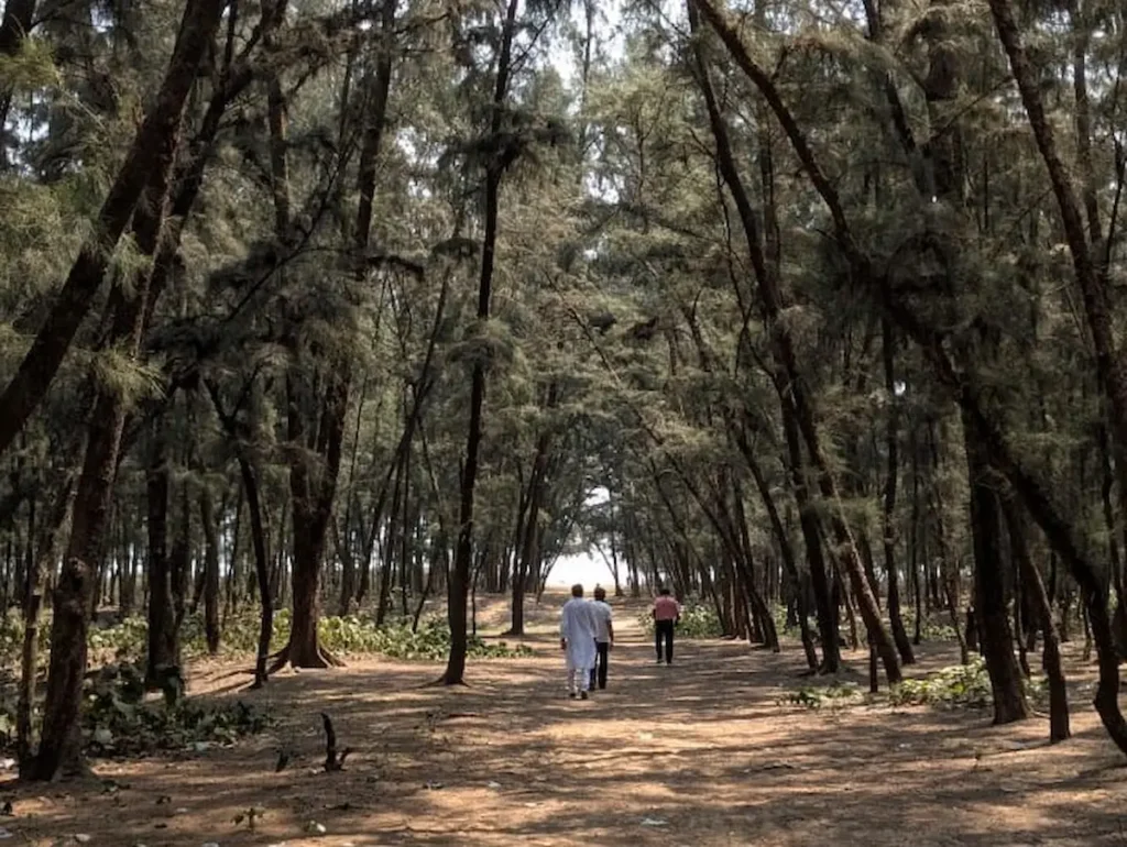 Casuarina forest path near Dublagadi Beach