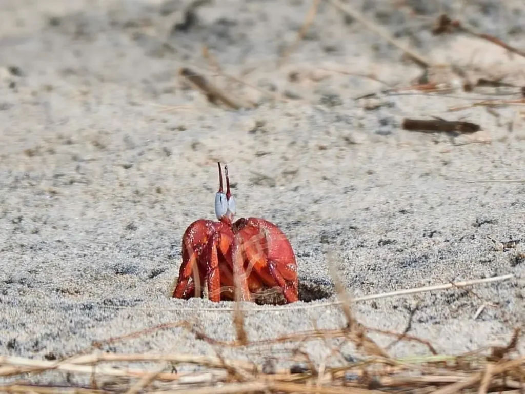 Red crab on the sandy beach