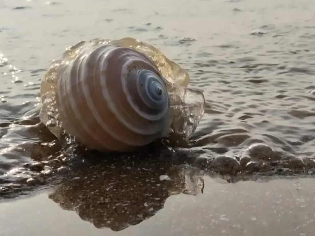 Seashell on the beach near the shoreline