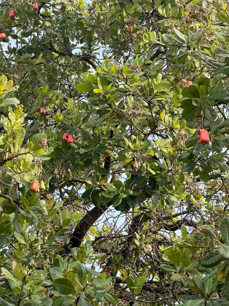 Cashew tree and greenery at Guest & Rest, Bagda Beach